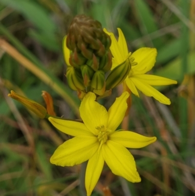 Bulbine bulbosa (Golden Lily) at Gungaderra Grasslands - 26 Sep 2023 by Butterflygirl