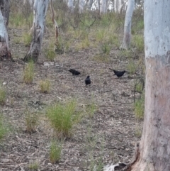 Corcorax melanorhamphos (White-winged Chough) at Gungaderra Grasslands - 26 Sep 2023 by Butterflygirl