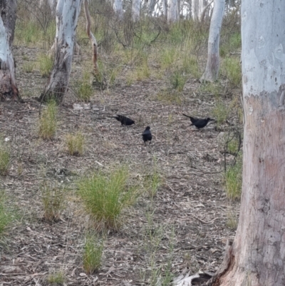 Corcorax melanorhamphos (White-winged Chough) at Crace, ACT - 27 Sep 2023 by Butterflygirl