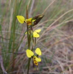 Diuris sulphurea (Tiger Orchid) at Gungaderra Grasslands - 26 Sep 2023 by Butterflygirl