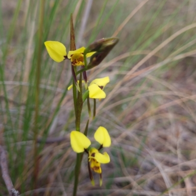 Diuris sulphurea (Tiger Orchid) at Gungaderra Grasslands - 26 Sep 2023 by Butterflygirl