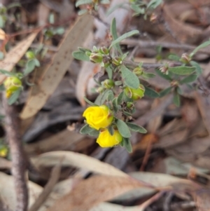 Hibbertia obtusifolia at Crace, ACT - 27 Sep 2023 08:01 AM