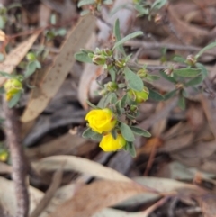 Hibbertia obtusifolia (Grey Guinea-flower) at Crace, ACT - 26 Sep 2023 by Butterflygirl