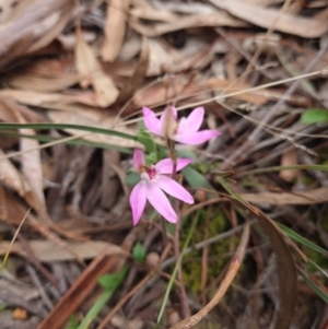 Caladenia carnea at Gungahlin, ACT - suppressed