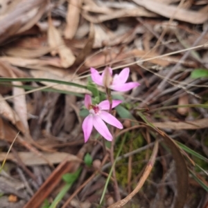 Caladenia carnea (Pink Fingers) at Gungahlin, ACT by Butterflygirl