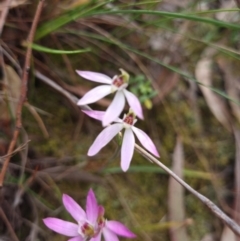 Caladenia carnea (Pink Fingers) at Gungahlin, ACT - 27 Sep 2023 by Butterflygirl