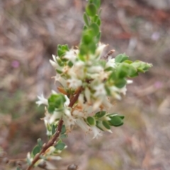 Brachyloma daphnoides (Daphne Heath) at Crace, ACT - 27 Sep 2023 by Butterflygirl