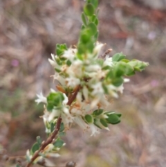 Brachyloma daphnoides (Daphne Heath) at Crace, ACT - 26 Sep 2023 by Butterflygirl