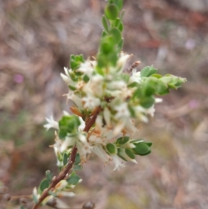 Brachyloma daphnoides (Daphne Heath) at Crace, ACT by Butterflygirl