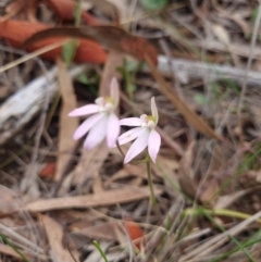 Caladenia carnea (Pink Fingers) at Gungaderra Grasslands - 26 Sep 2023 by Butterflygirl