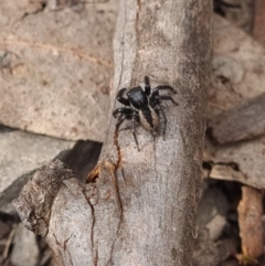 Jotus sp. (genus) (Unidentified Jotus Jumping Spider) at Gungaderra Grasslands - 26 Sep 2023 by Butterflygirl