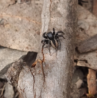 Jotus sp. (genus) (Unidentified Jotus Jumping Spider) at Crace, ACT - 26 Sep 2023 by Butterflygirl