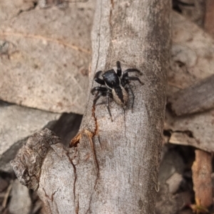 Unidentified Jumping or peacock spider (Salticidae) at suppressed by Butterflygirl