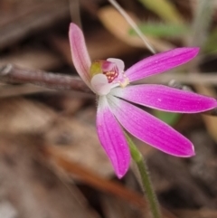 Caladenia carnea (Pink Fingers) at Gungaderra Grasslands - 26 Sep 2023 by Butterflygirl