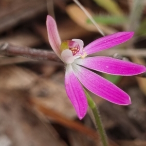 Caladenia carnea (Pink Fingers) at Crace, ACT by Butterflygirl