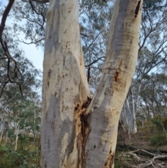 Eucalyptus rossii (Inland Scribbly Gum) at Crace, ACT - 26 Sep 2023 by Butterflygirl