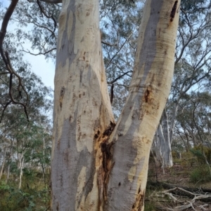 Eucalyptus rossii (Inland Scribbly Gum) at Crace, ACT by Butterflygirl