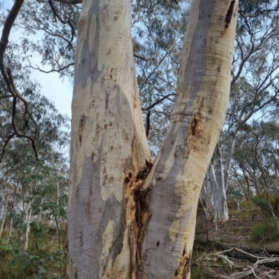 Eucalyptus rossii (Inland Scribbly Gum) at Gungaderra Grasslands - 26 Sep 2023 by Butterflygirl