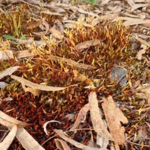 Polytrichaceae sp. (family) at Crace, ACT - 27 Sep 2023