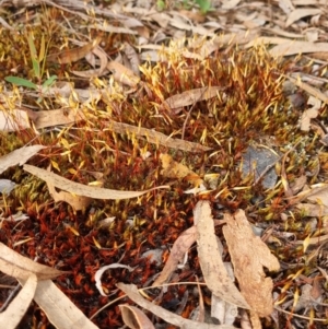 Unidentified Moss, Liverwort or Hornwort at suppressed by Butterflygirl