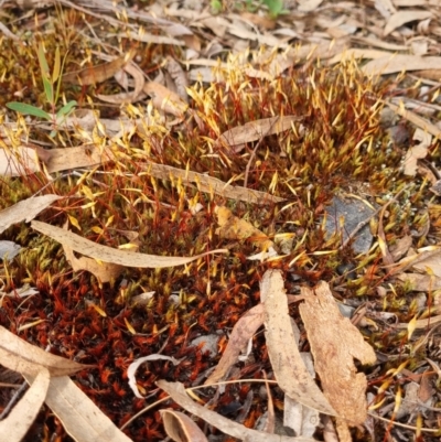 Polytrichaceae sp. (family) (A moss) at Crace, ACT - 26 Sep 2023 by Butterflygirl