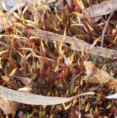 Polytrichaceae sp. (family) at Crace, ACT - 27 Sep 2023