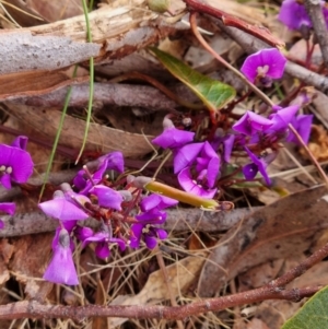 Hardenbergia violacea at Crace, ACT - 27 Sep 2023 08:11 AM