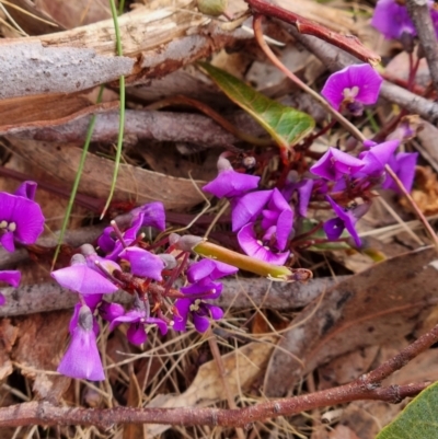 Hardenbergia violacea (False Sarsaparilla) at Gungaderra Grasslands - 26 Sep 2023 by Butterflygirl