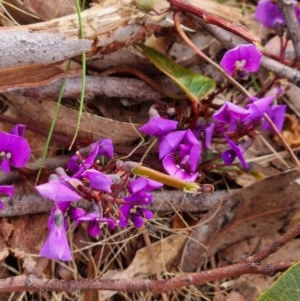 Hardenbergia violacea (False Sarsaparilla) at Crace, ACT by Butterflygirl