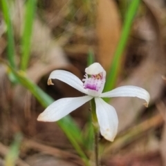 Caladenia ustulata (Brown Caps) at Gungaderra Grasslands - 26 Sep 2023 by Butterflygirl