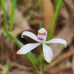 Caladenia ustulata (Brown Caps) at Crace, ACT - 26 Sep 2023 by Butterflygirl