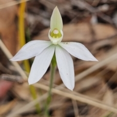 Caladenia carnea (Pink Fingers) at Crace, ACT - 26 Sep 2023 by Butterflygirl