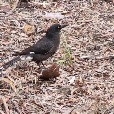 Strepera graculina (Pied Currawong) at Crace, ACT - 26 Sep 2023 by Butterflygirl