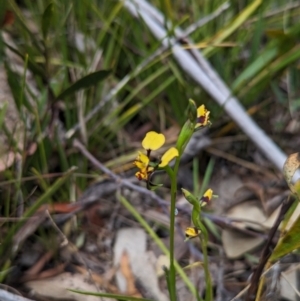 Diuris pardina at Cotter River, ACT - 27 Sep 2023