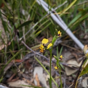Diuris pardina (Leopard Doubletail) at Cotter River, ACT by Rebeccajgee