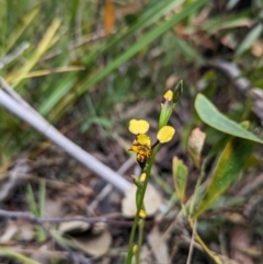 Diuris pardina at Cotter River, ACT - 27 Sep 2023