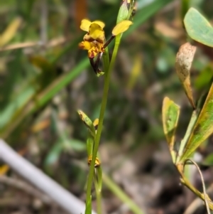 Diuris pardina at Cotter River, ACT - 27 Sep 2023