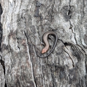 Pseudemoia entrecasteauxii at Cotter River, ACT - 27 Sep 2023