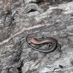 Pseudemoia entrecasteauxii at Cotter River, ACT - 27 Sep 2023