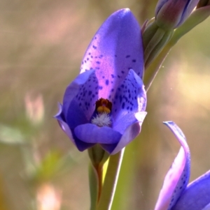 Thelymitra ixioides at Woodlands, NSW - 26 Sep 2023