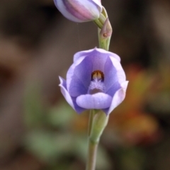 Thelymitra ixioides at Woodlands, NSW - suppressed