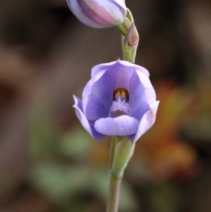 Thelymitra ixioides at Woodlands, NSW - 26 Sep 2023