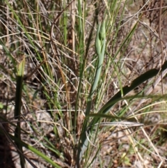 Calochilus platychilus (Purple Beard Orchid) at Belconnen, ACT - 26 Sep 2023 by CathB