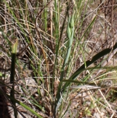 Calochilus platychilus (Purple Beard Orchid) at Belconnen, ACT - 26 Sep 2023 by CathB