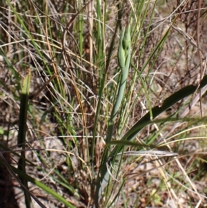 Calochilus platychilus at Belconnen, ACT - suppressed