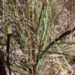 Calochilus platychilus at Belconnen, ACT - 26 Sep 2023