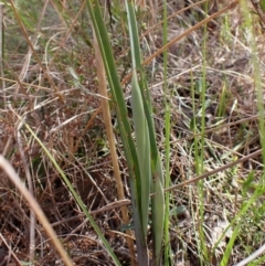 Calochilus platychilus at Belconnen, ACT - 26 Sep 2023