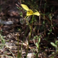 Diuris chryseopsis (Golden Moth) at Belconnen, ACT - 26 Sep 2023 by CathB