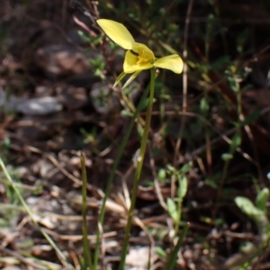 Diuris chryseopsis at Belconnen, ACT - 26 Sep 2023