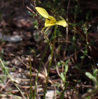 Diuris chryseopsis (Golden Moth) at Mount Painter - 26 Sep 2023 by CathB